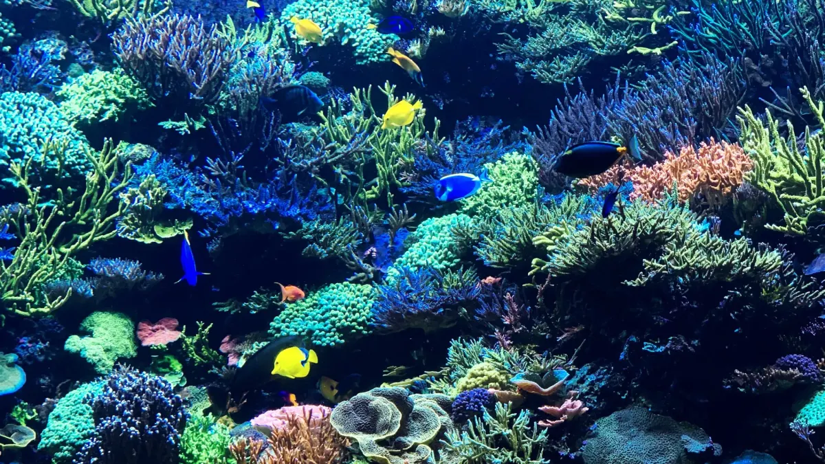 Colourful coral reef with small tropical fish swimming